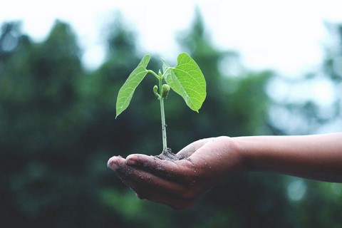 La fraternidad humana y el cuidado de la creación son el único camino hacia el desarrollo integral y la paz Photo by Akil Mazumder on Pexels.com